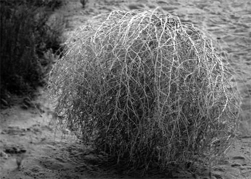 tumbleweed-2